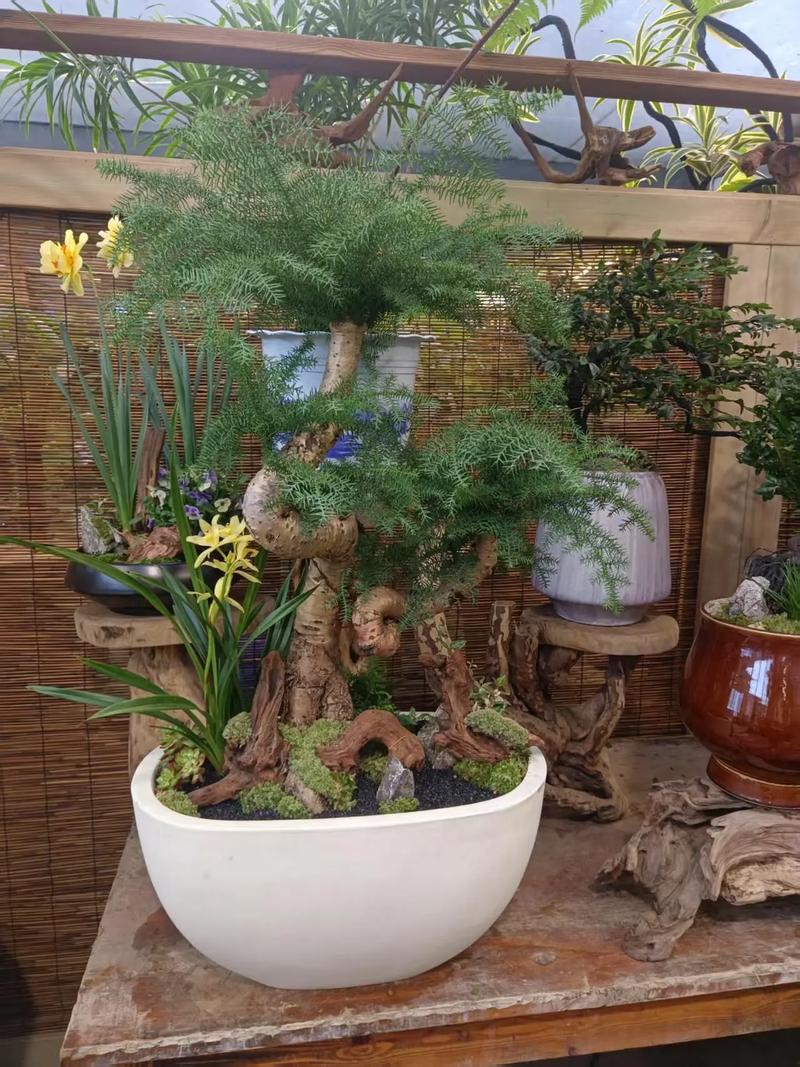 绿色生活，一站搞定 盆栽销售、绿植租赁与专业绿化养护服务